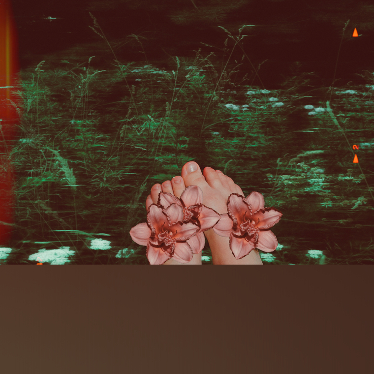 Rose cover image