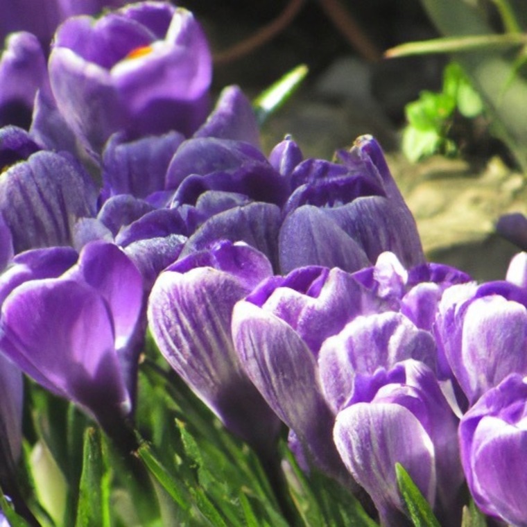 Floral Feet banner image