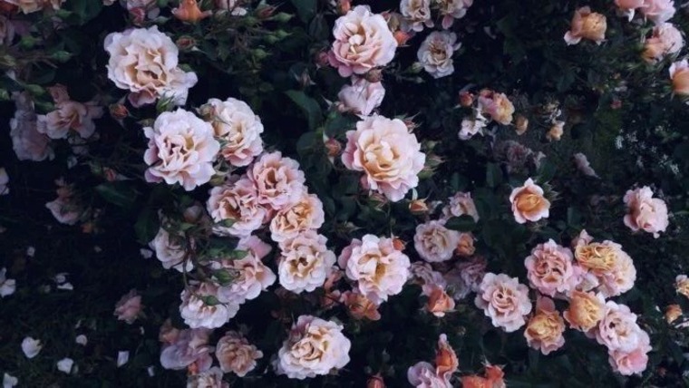 FlorCB cover image