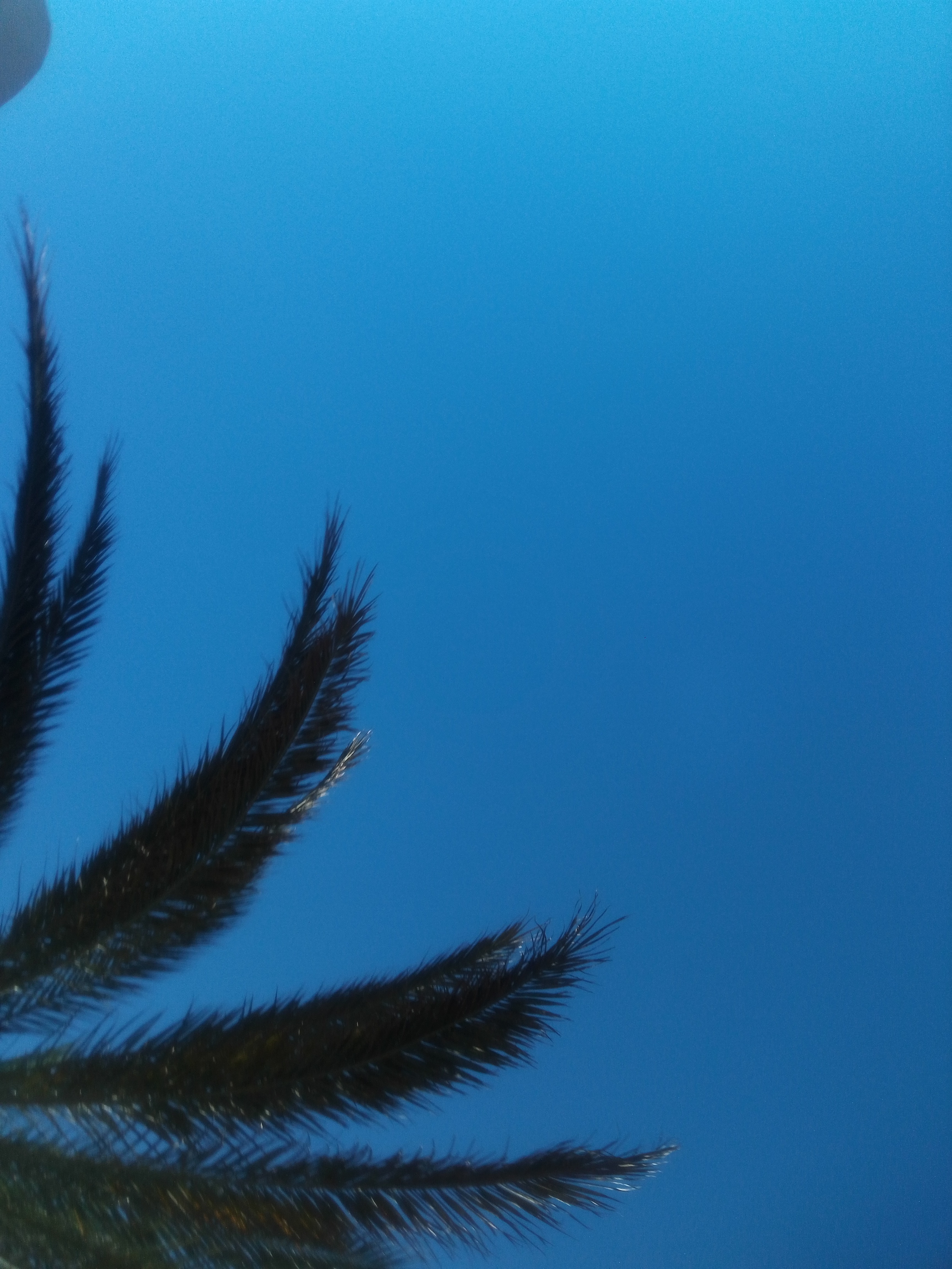 Floricienta π banner image