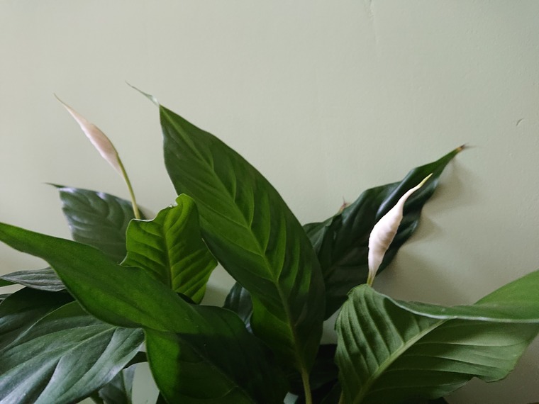 Flowering Lilly cover image