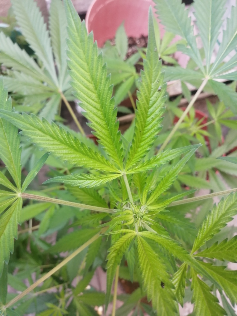 FlowerXi🔥 cover image