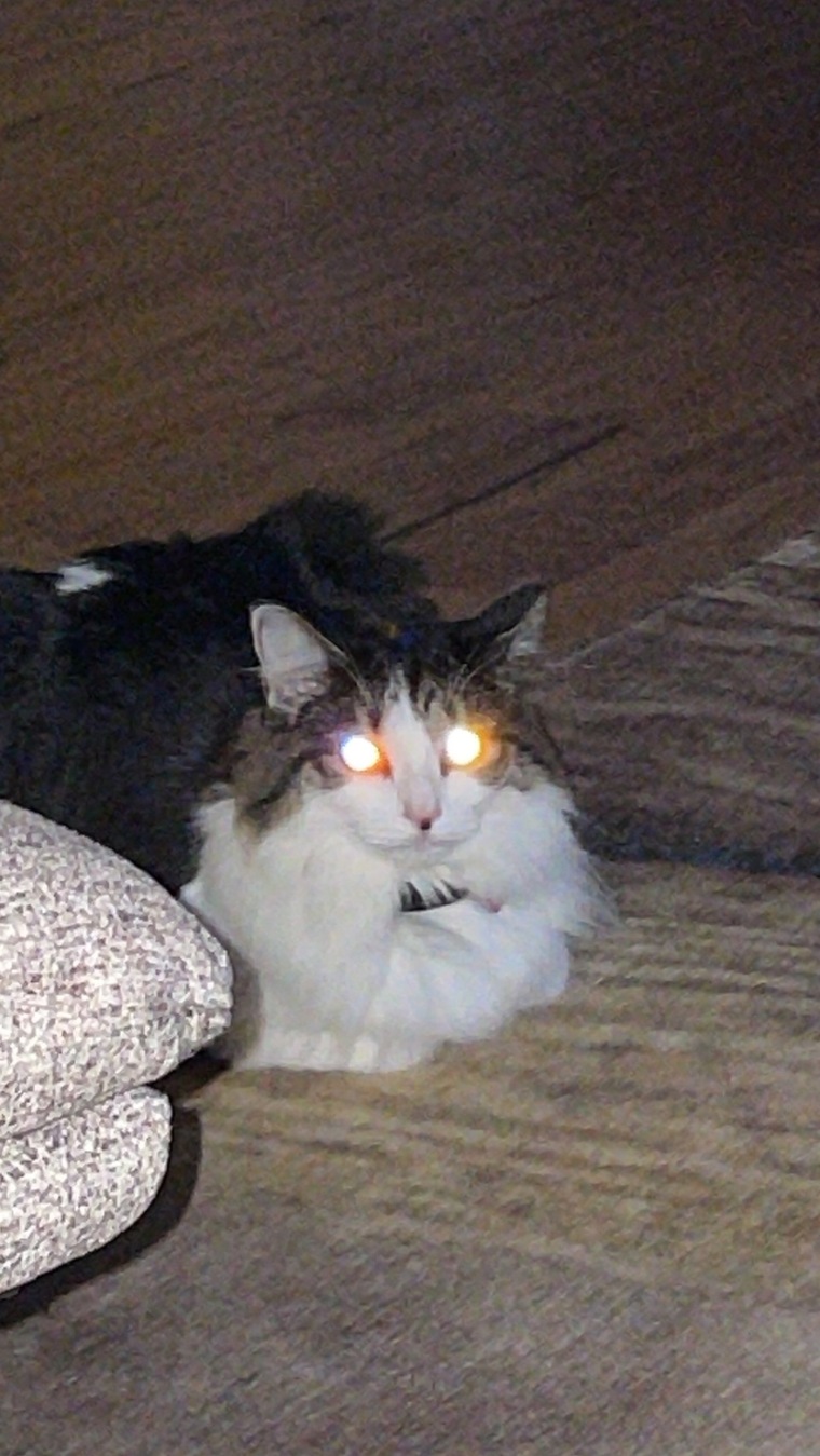 Cat cover image