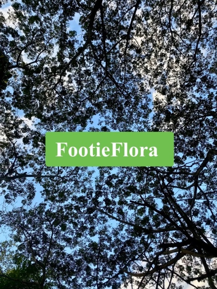 Flora cover image