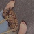 GIGI Footsie avatar