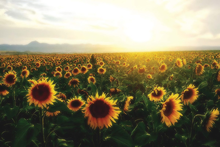 Sunflower cover image