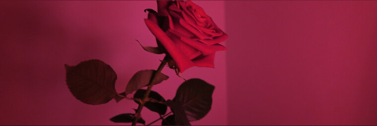 Rose 🌹 cover image