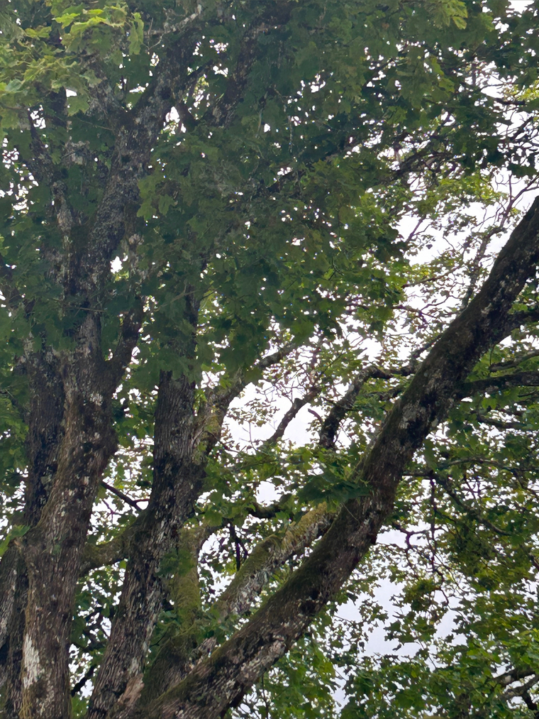 Forest Boy SeXplorers banner image