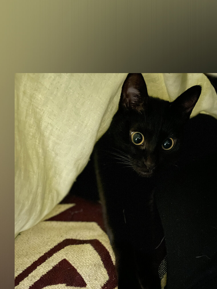FormosaBabe banner image