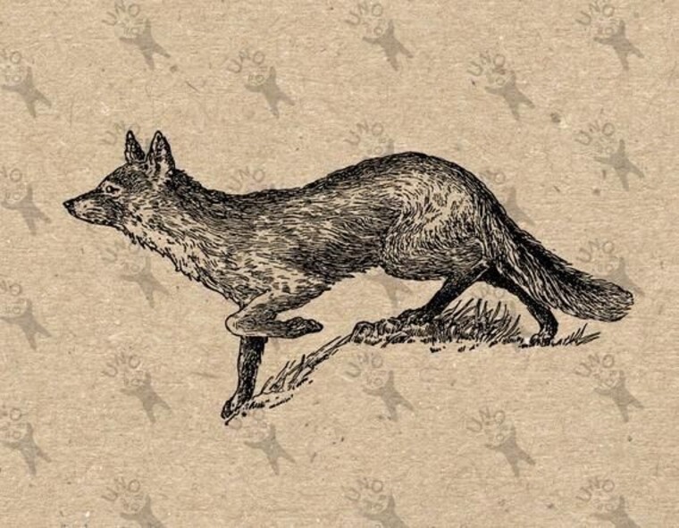 Fox Guy cover image