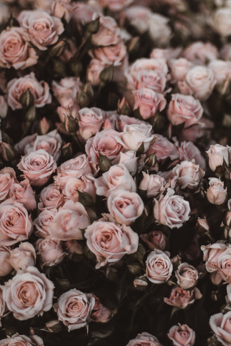 Foxie Rose cover image
