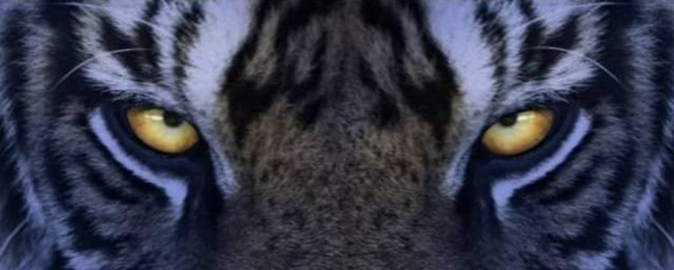 Foxxxy cover image