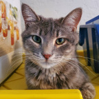 Foxy & Smokey : Rescue Kittens! avatar
