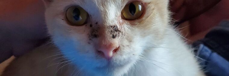 Foxy &amp; Smokey : Rescue Kittens! cover image