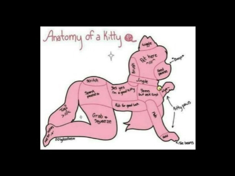Kitten97x cover image