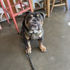 Franki The Bully avatar