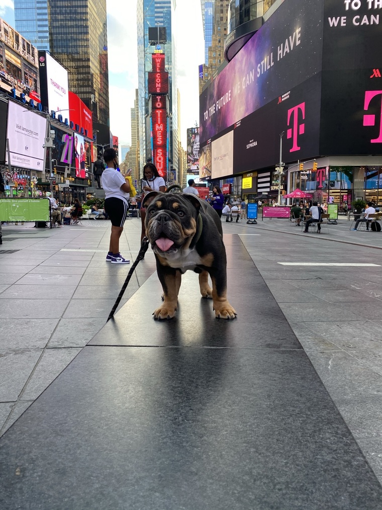 Franki The Bully cover image