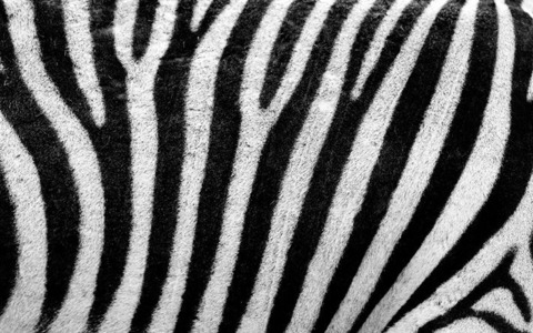 franzebra cover image