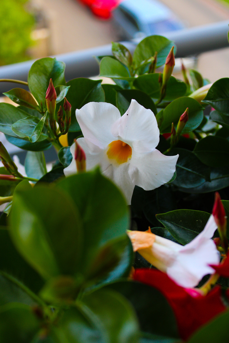 Nadi cover image