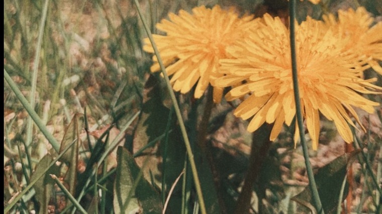 FreckldSummer banner image