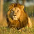 Fred Lee Lion avatar