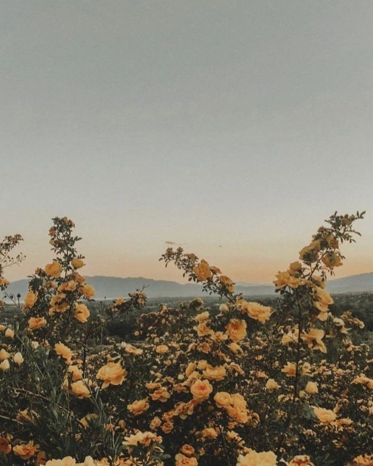 Ashley Mae banner image