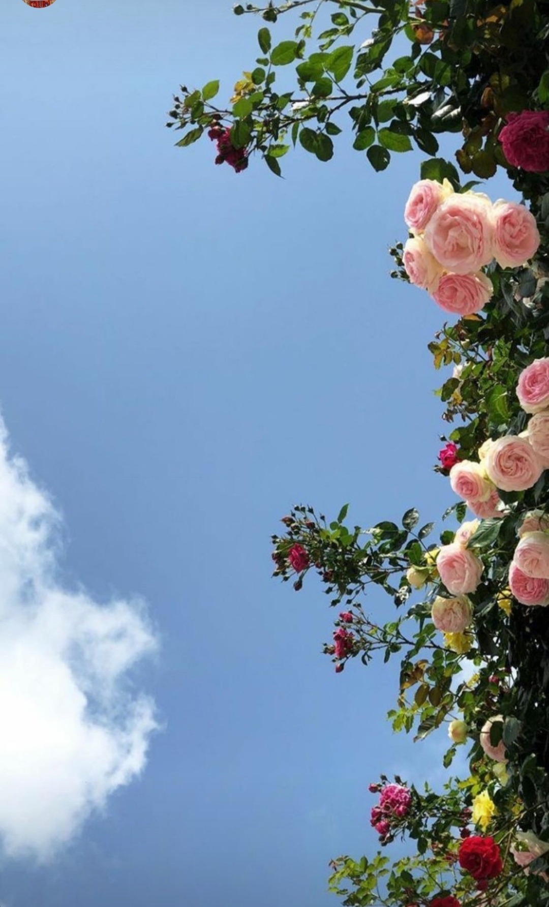 Freija banner image
