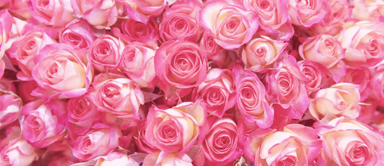 🩰 🎹 🧠 🌸 💕 ✨ cover image