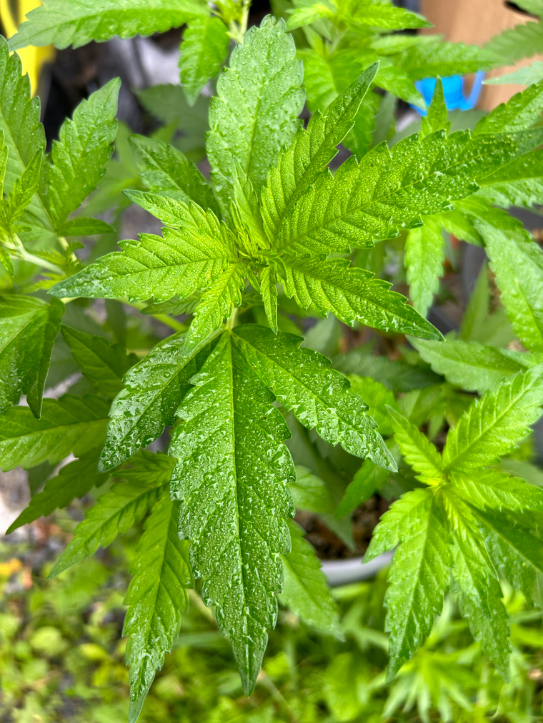 ftmstoner cover image