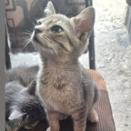Feroz avatar