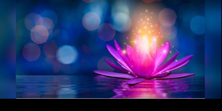 Lotus Love cover image