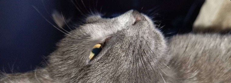 TheDevilCat cover image