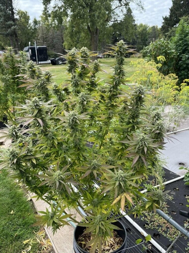 GBB_Smokes banner image