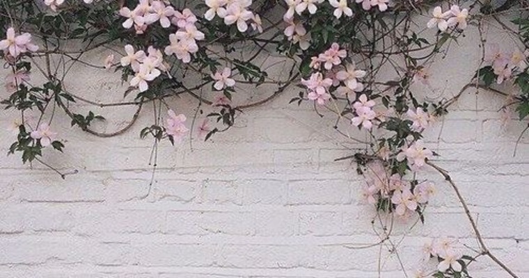 Genevieve banner image