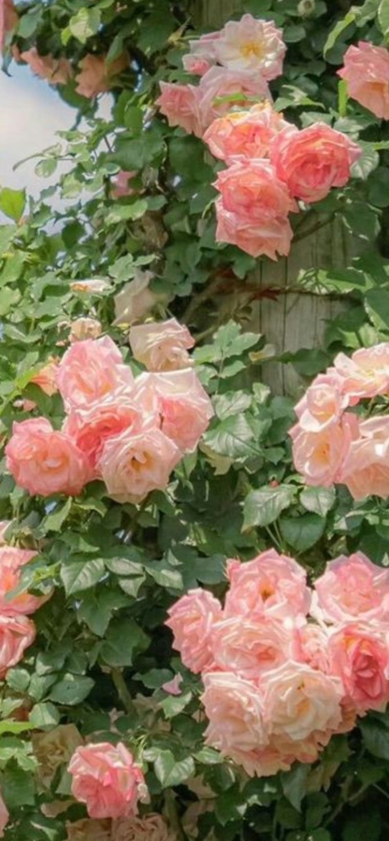 Ginger $nap banner image