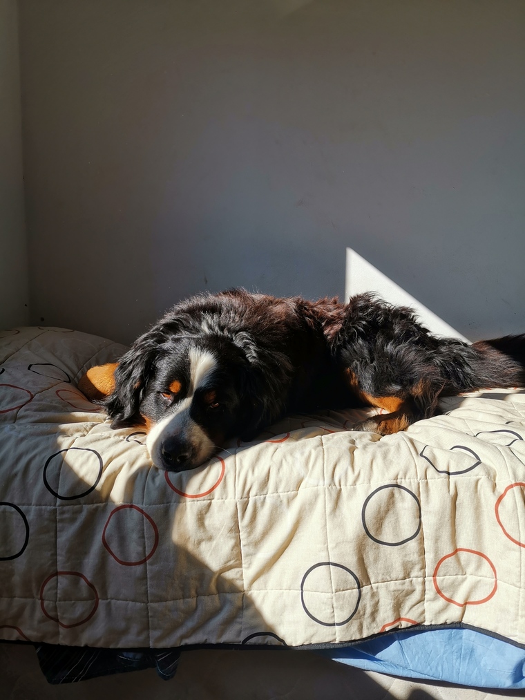 Giani Piastre cover image