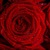 Fiona 🌹 Native Fantasy avatar