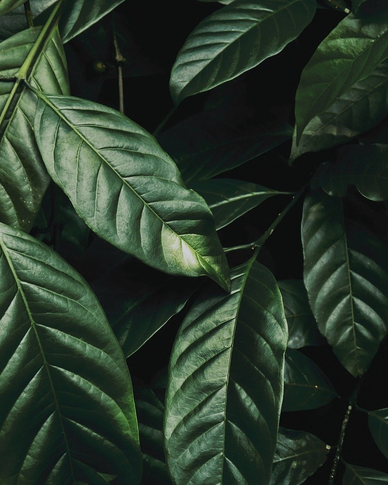 Ginger banner image