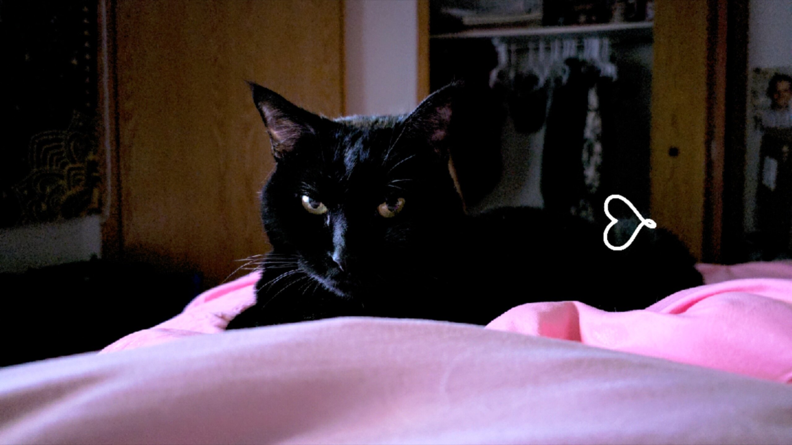 The_Silent_Vixen banner image