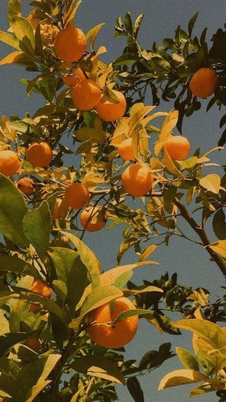 Ginger cover image