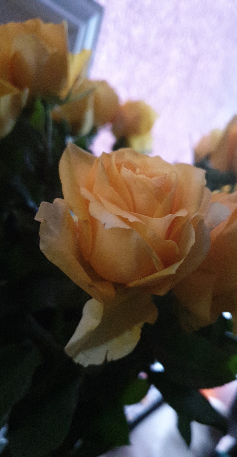 Ginger cover image