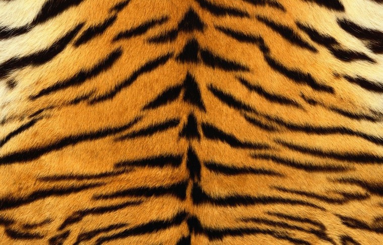Girth N' Glutes cover image