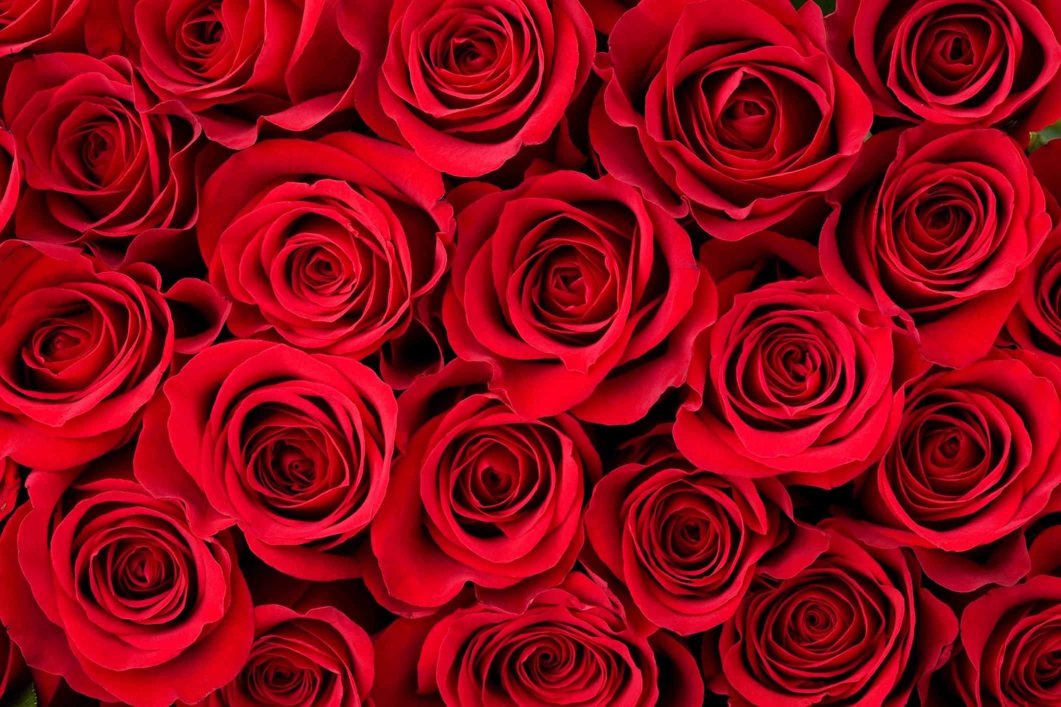 Giuliana Rose banner image