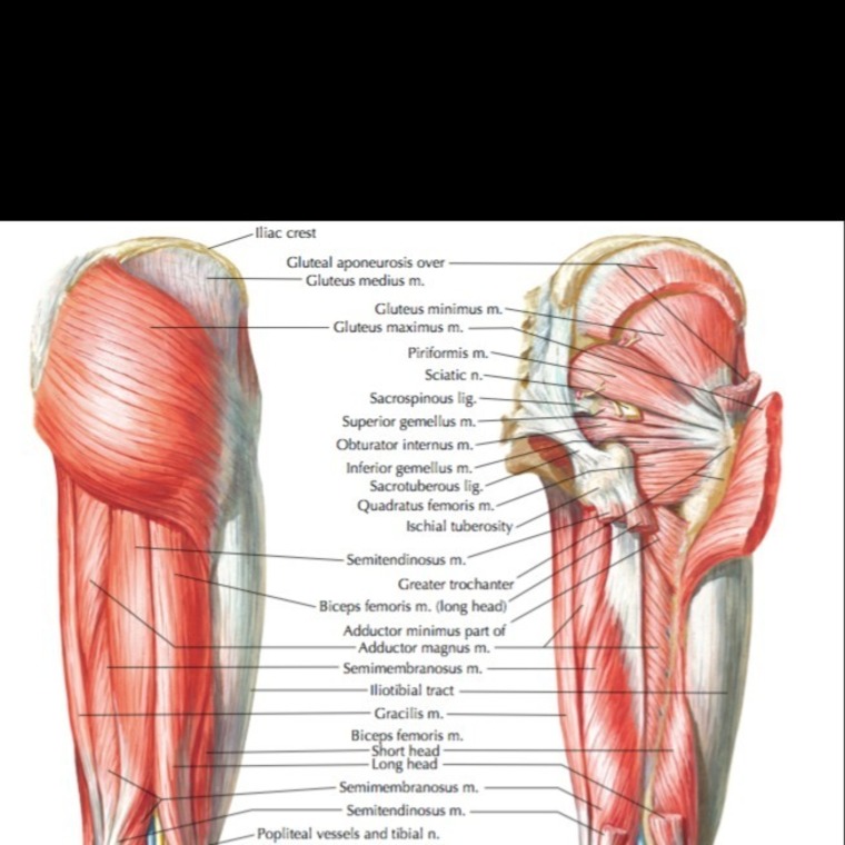 GluteusMaximum cover image