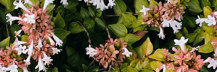 goblinnbonez banner image