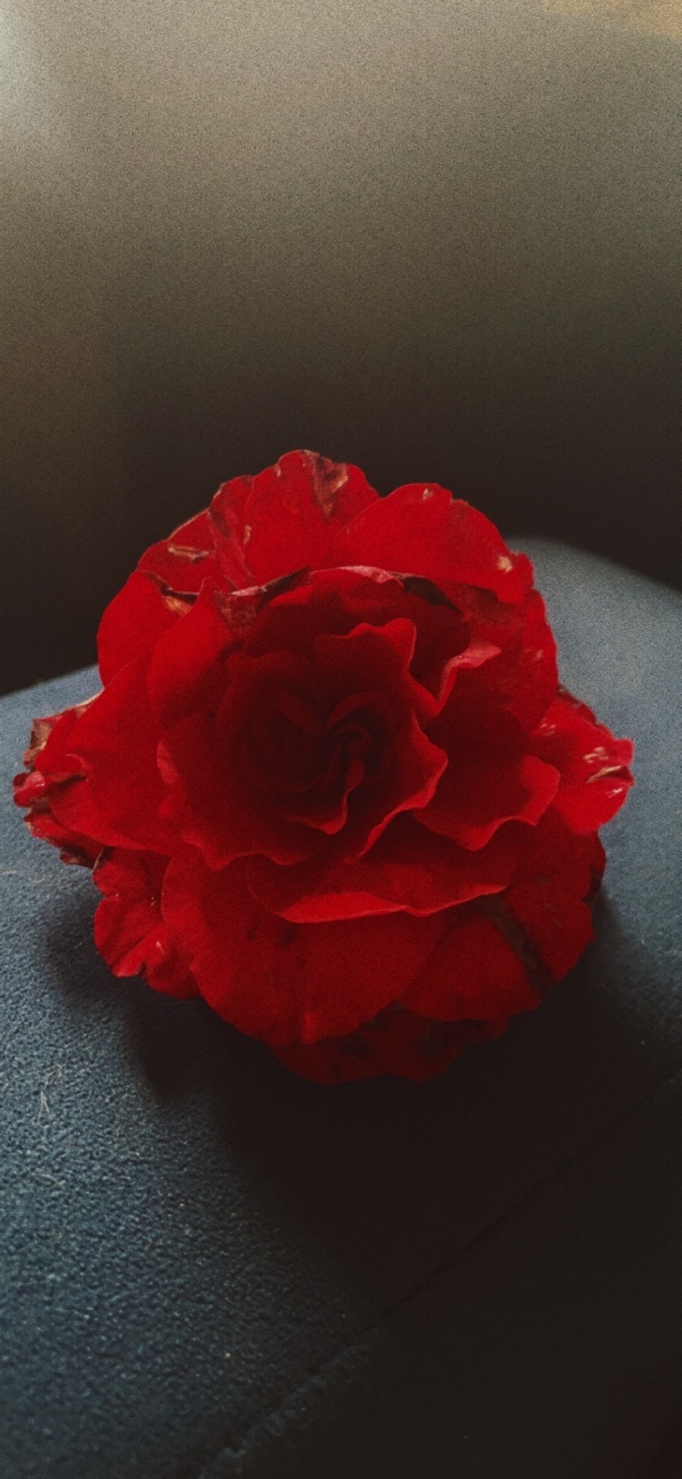 Elaine cover image