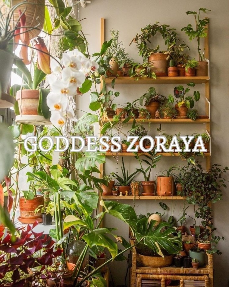 Zoraya Rose cover image