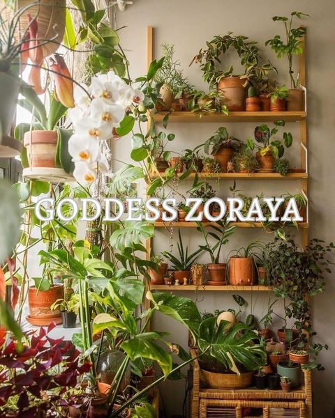 Zoraya Rose cover image