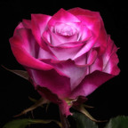 Rose avatar