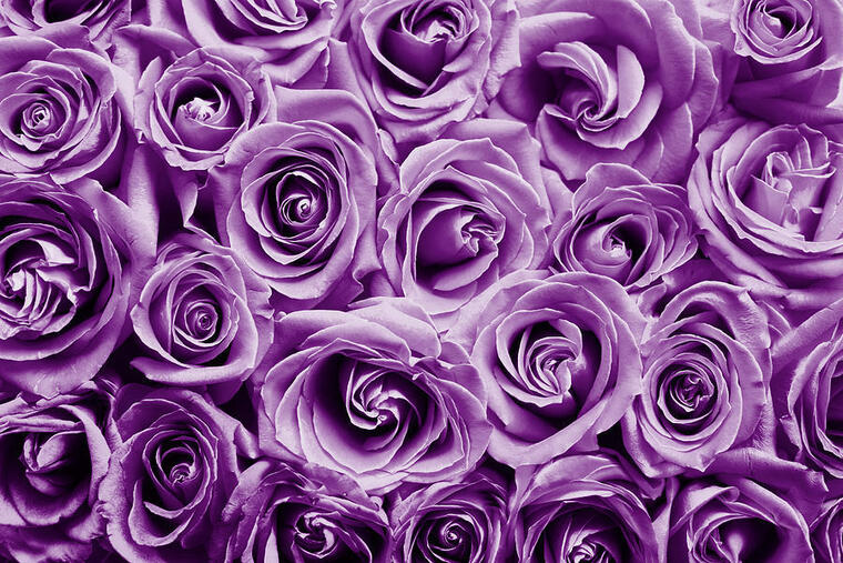 Rose banner image